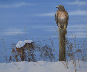Red Tail Hawk painting by Valerie Rogers