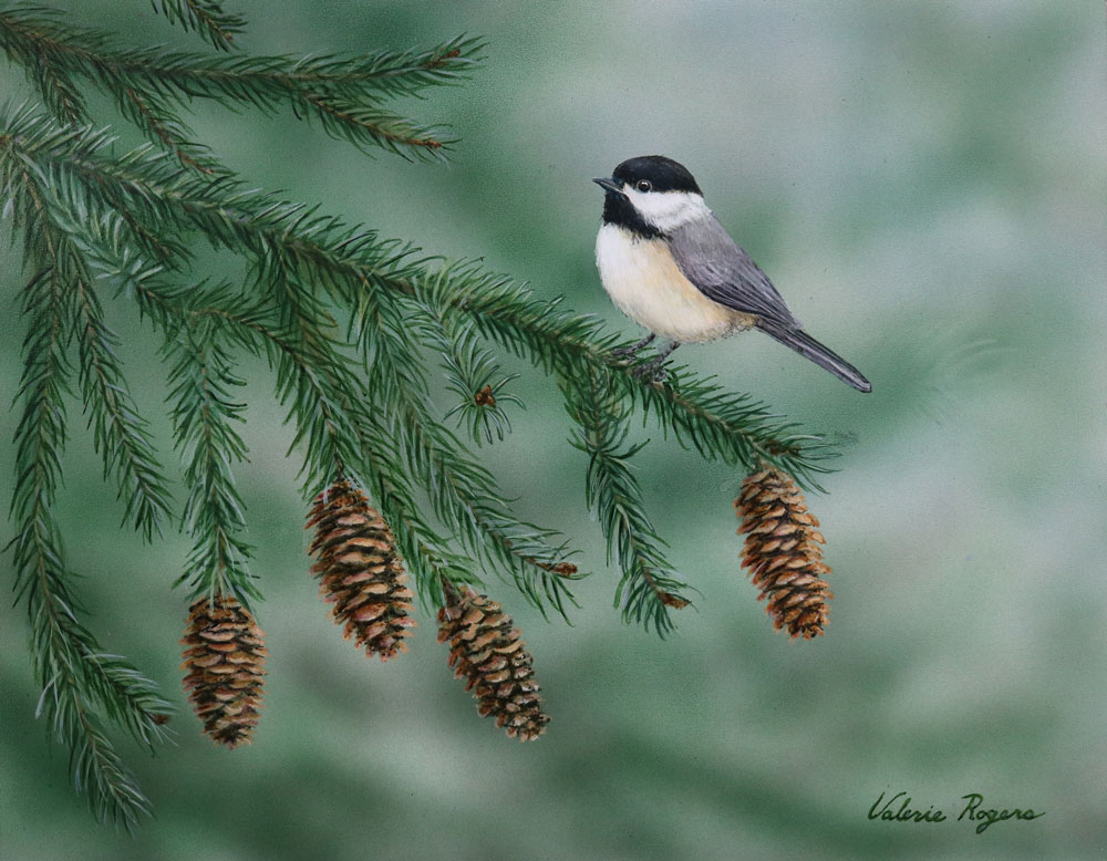 pinecones and chickadee by Valerie Rogers
