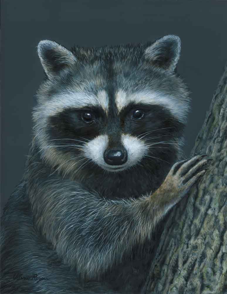 Tree Hugger Raccoon by Valerie Rogers