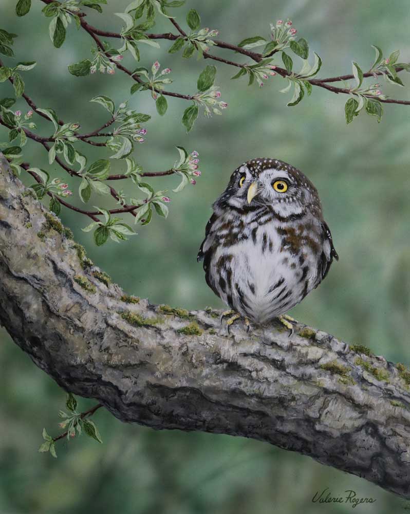 Acrylic painting by Valerie Rogers of Pygmy Owl