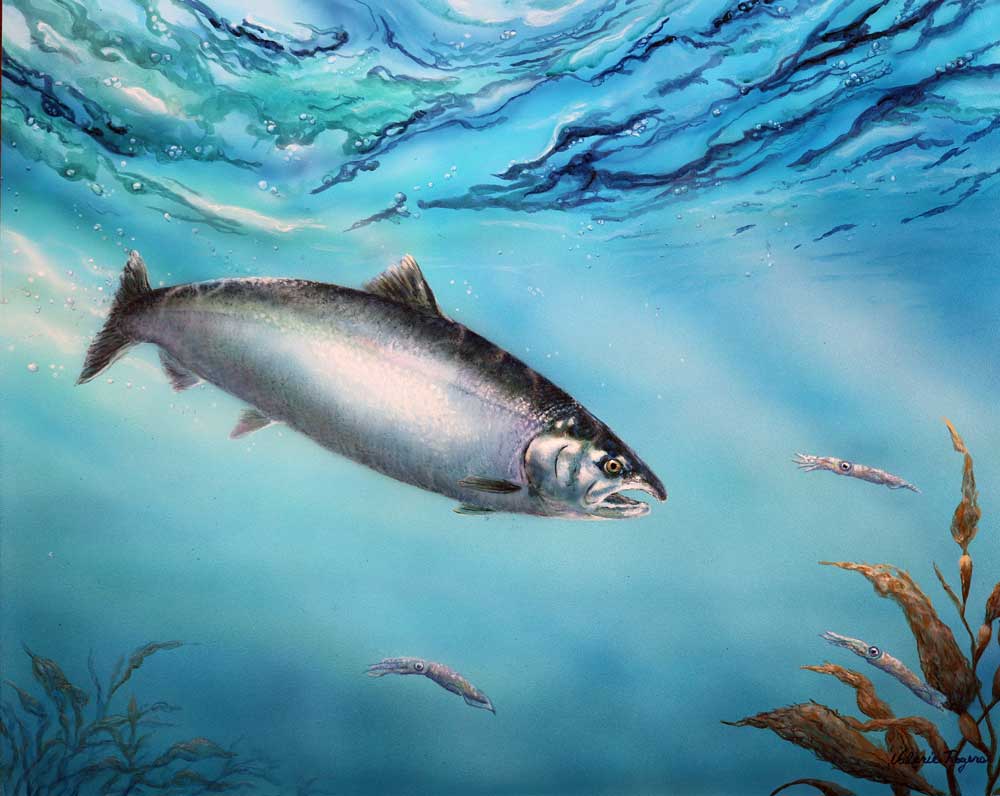 Wild Silver Salmon painting by Valerie Rogers